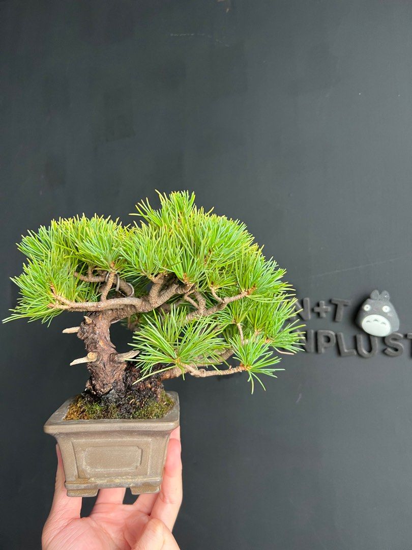 日本🇯🇵五葉松Pinus parviflora / Japanese white pine ｜植物盆景