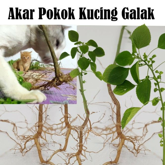 Akar Pokok Kucing Galak, Pet Supplies, Health & Grooming on Carousell