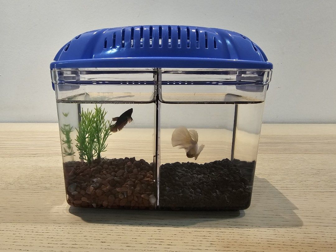 Betta tank, aquarium with divider, Pet Supplies, Homes & Other Pet