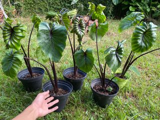 (Category: ) located in . Submitted by mostlyplants (Listing ID 1167141813, Image 1). Description: .