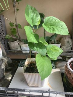 Mulberry Rooted Cuttings