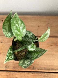 (Category: ) located in . Submitted by ecotherapy (Listing ID 1250753938, Image 1). Description: .