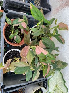 (Category: ) located in . Submitted by mostlyplants (Listing ID 1250910844, Image 1). Description: .