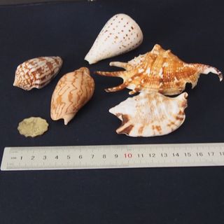 （分類：）位於 。 由 lfe00123644 提交（商品編號 1250961466，圖片 1）。簡介： 。