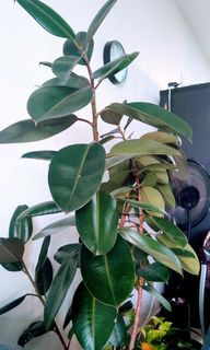 (Category: ) located in . Submitted by plantitabaning (Listing ID 1251021783, Image 1). Description: .