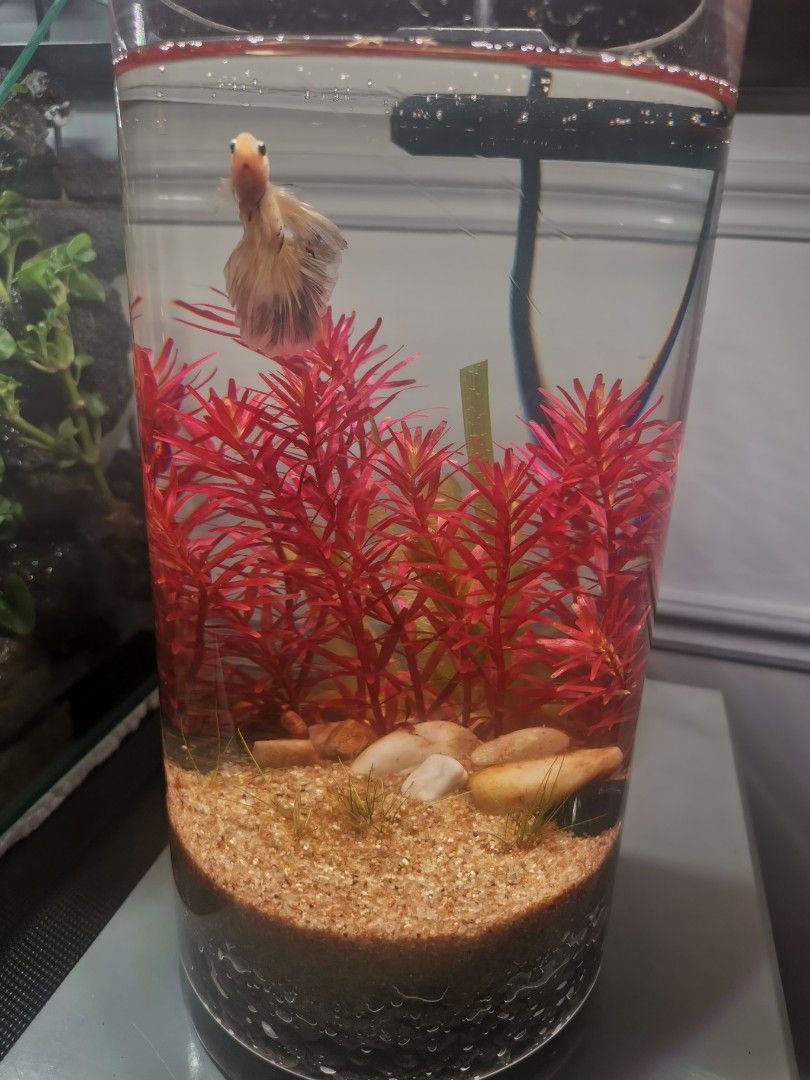 Fish bowl discount no filter