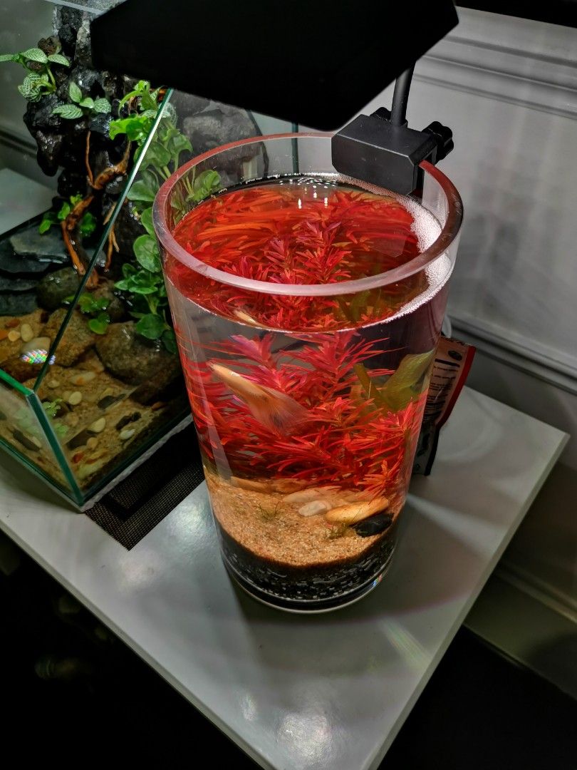 Fish bowl no on sale filter