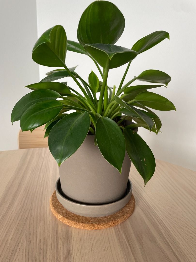 MUSKOTBLOMMA Plant pot with saucer, indoor/outdoor terracotta, 6 - IKEA