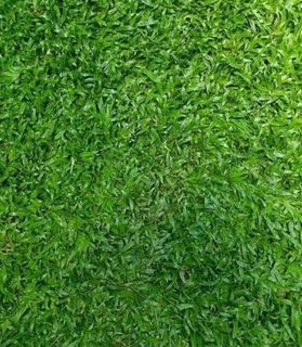 Pearl grass / Carpet grass / Natural grass