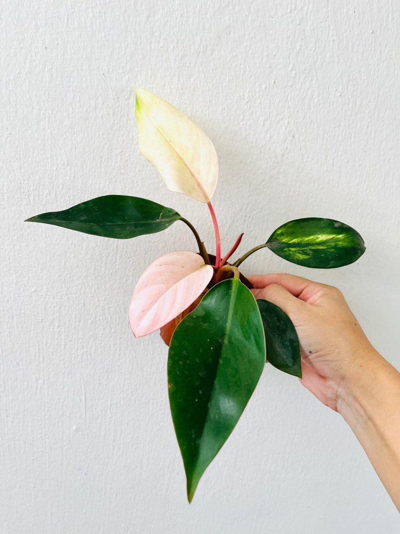 [Rare] Pink Congo Philodendron, Furniture & Home Living, Gardening ...