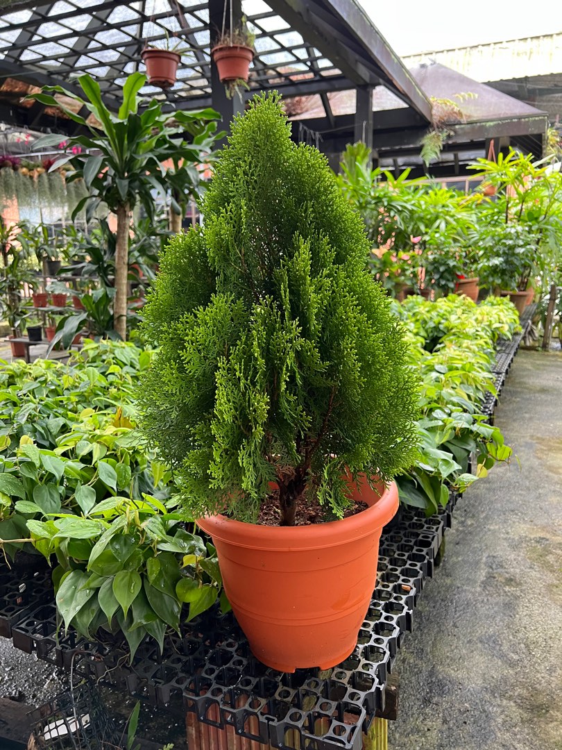 Picture of Thuja, Furniture & Home Living, Gardening, Plants & Seeds on Carousell