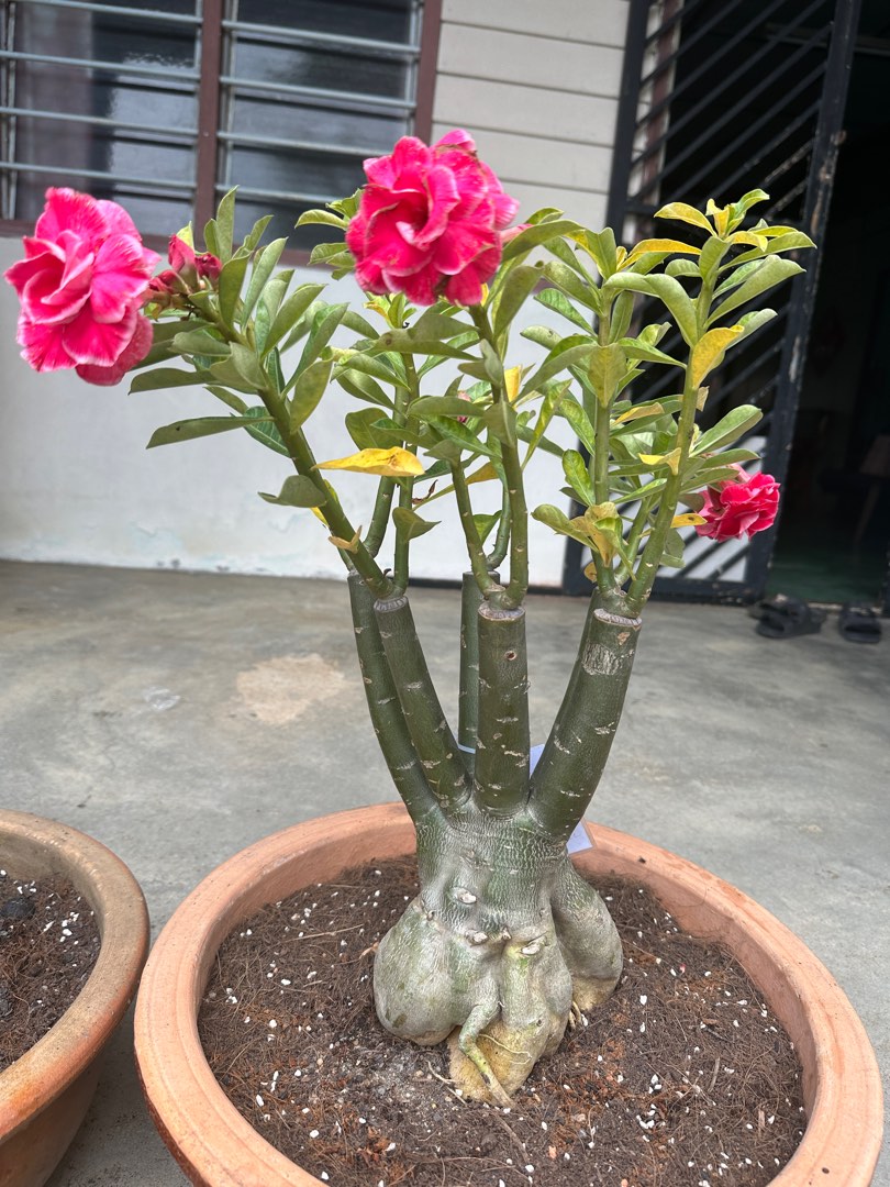 Adenium, Furniture & Home Living, Gardening, Plants & Seeds on Carousell