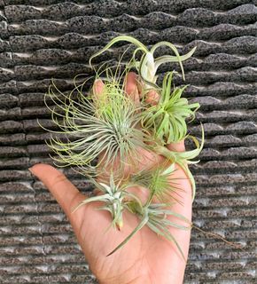 7 @ $30, Airplant set offer , set deal 7 plants andreana Ionantha vanhyningii funckiana medusae airplants air plant air plant’s tillandsia