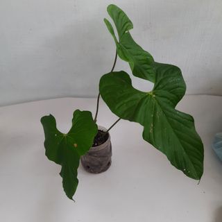 (Category: ) located in . Submitted by Plantszone.Official (Listing ID 1251194125, Image 1). Description: .
