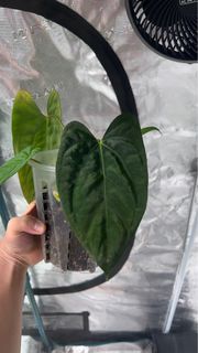 Anthurium DP x Portillae