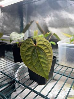 Anthurium Luxurians