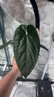 Anthurium Red Crystal x SP Napo