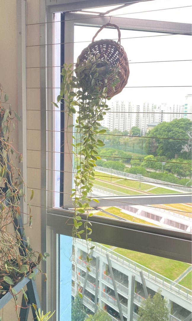 Dischidia Hanging Plant with basket, Furniture & Home Living, Gardening