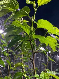 Fruiting long white mulberry plant.