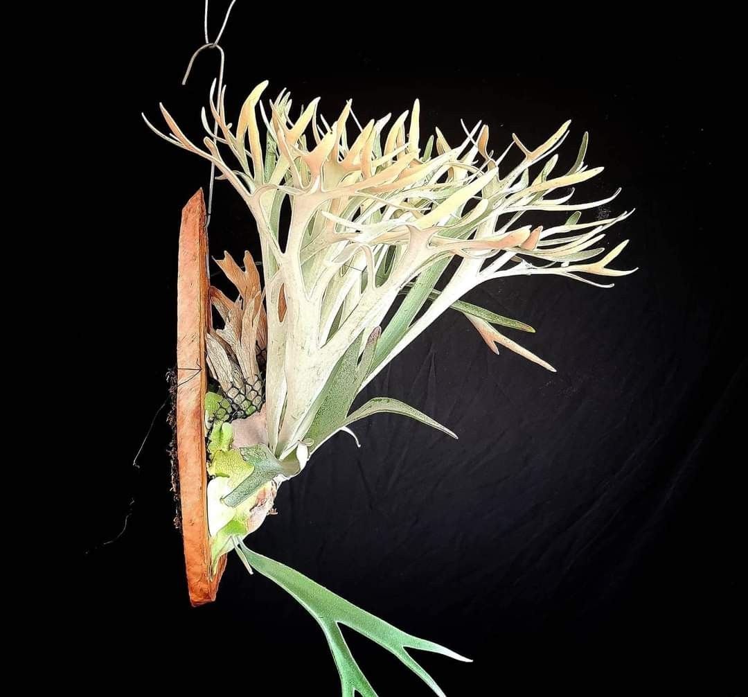 P. veitchii cv. Lisa Sporelings ビカクシダ コウモリラン 本物保証