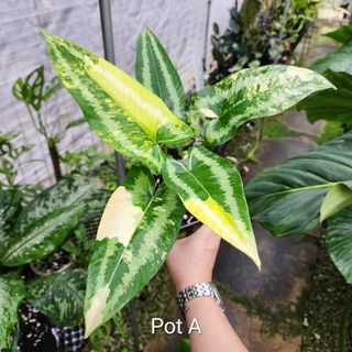 (Category: ) located in . Submitted by eightfoldbotany (Listing ID 1251231219, Image 1). Description: .