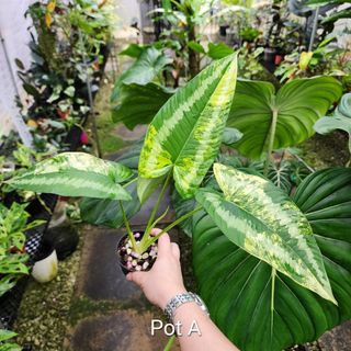 (Category: ) located in . Submitted by eightfoldbotany (Listing ID 1251231629, Image 1). Description: .