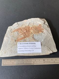 (Category: ) located in . Submitted by fossilsWY (Listing ID 1251372569, Image 1). Description: .