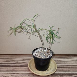 (Category: ) located in . Submitted by succacti (Listing ID 1251304199, Image 1). Description: .