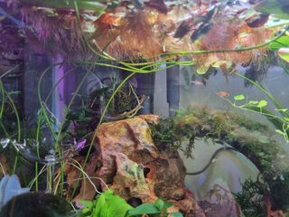 (Category: ) located in . Submitted by en.serenity (Listing ID 1251295098, Image 1). Description: .