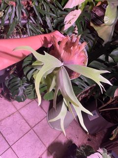 （分類：）位於 。 由 pteridology 提交（商品編號 1247181791，圖片 1）。簡介： 。