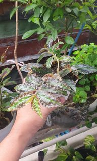 Pellionia Pulchra Plants