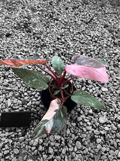 (Category: ) located in . Submitted by kungfuflora (Listing ID 1251326798, Image 1). Description: .