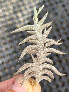 (Category: ) located in . Submitted by my_plant_table (Listing ID 1251357476, Image 1). Description: .