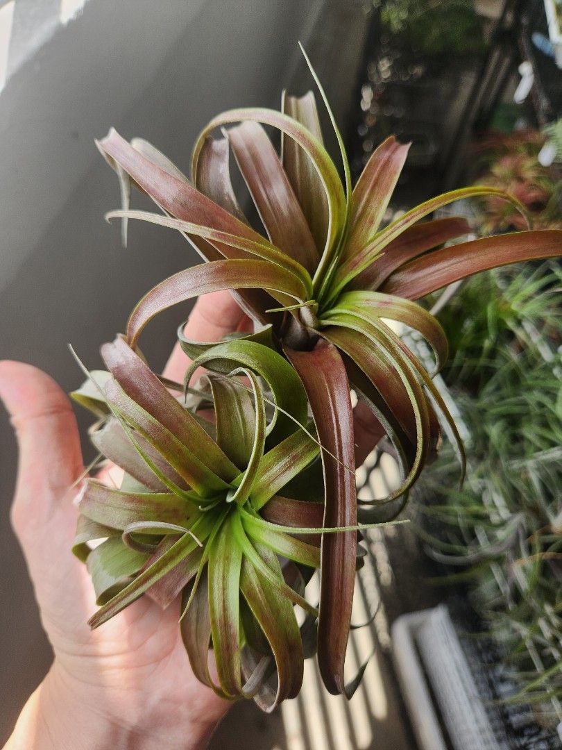 Tillandsia loveknot airplant plant, Furniture & Home Living, Gardening