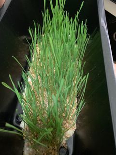 小麥草種子wheat Grass seeds (2.5kg)