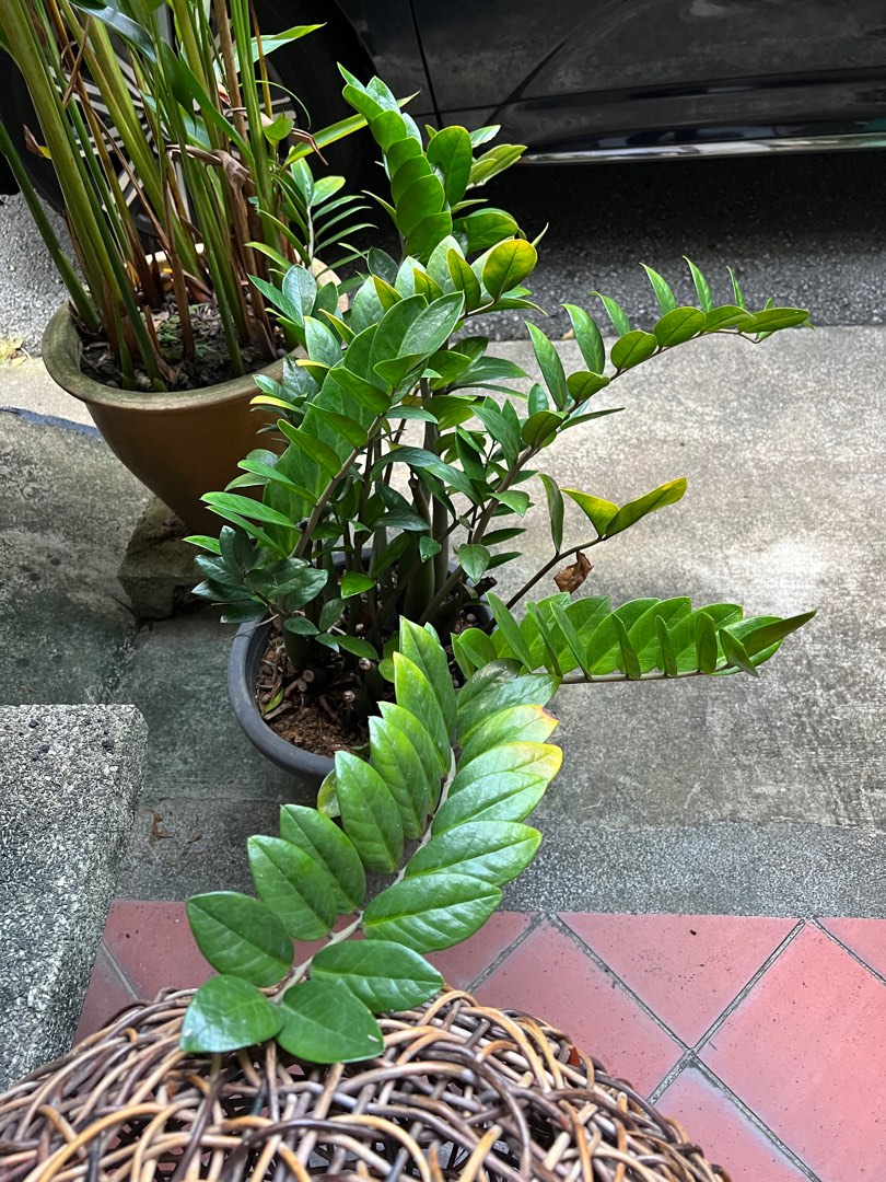 ZZ plant for sale, Furniture & Home Living, Gardening, Plants & Seeds