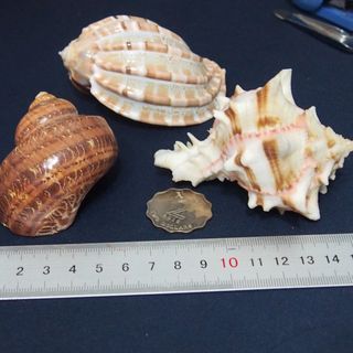 （分類：）位於 。 由 lfe00123644 提交（商品編號 1251570338，圖片 1）。簡介： 。