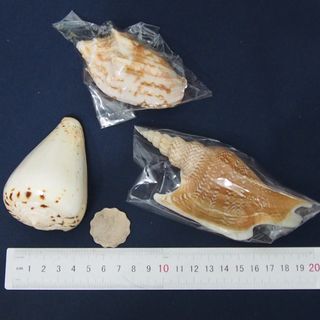 （分類：）位於 。 由 lfe00123644 提交（商品編號 1251570674，圖片 1）。簡介： 。