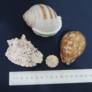 （分類：）位於 。 由 lfe00123644 提交（商品編號 1251522891，圖片 1）。簡介： 。