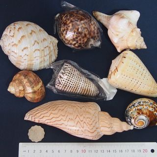 （分類：）位於 。 由 lfe00123644 提交（商品編號 1251571194，圖片 1）。簡介： 。