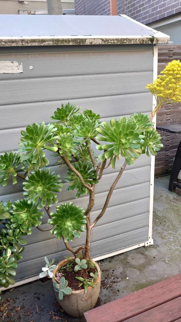 Aeonium succulent plant Tree Houseleeks with pot gardan greenhouse outdoor (Category: Outdoors & Gardening) located in Melbourne. Submitted by toreshi826303 (Listing ID 1251559036, Image 1). Description: 100% happy & healthy plant, just growing too big, running out of space They prefer warmer climates, so keep in full sun. Advisable to keep outdoors. Do not over water, minimal water required. .