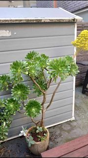 Aeonium succulent plant Tree Houseleeks with pot gardan greenhouse outdoor