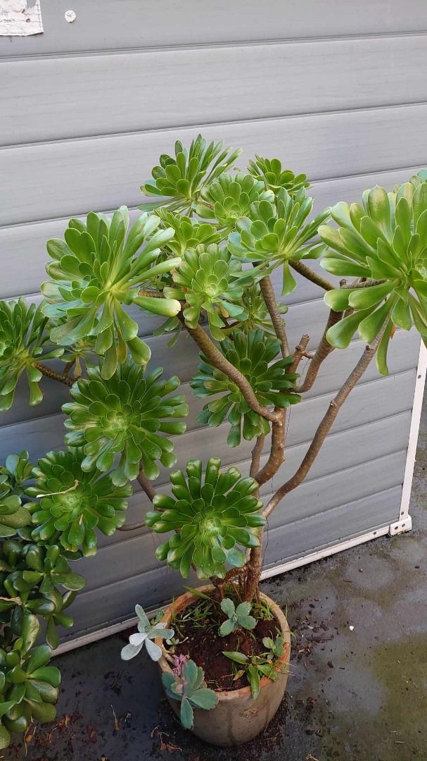 Aeonium succulent plant Tree Houseleeks with pot gardan greenhouse outdoor (Category: Outdoors & Gardening) located in Melbourne. Submitted by toreshi826303 (Listing ID 1251559036, Image 2). Description: 100% happy & healthy plant, just growing too big, running out of space They prefer warmer climates, so keep in full sun. Advisable to keep outdoors. Do not over water, minimal water required. .