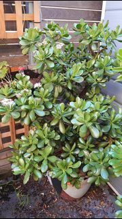 Crassula Jade (Large Leaf) Succulent with pot money plant outdoor garden