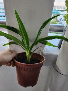 Crinum Plants 发财蒜