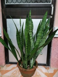 Lush Snake Plant for Sale