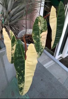 (Category: ) located in . Submitted by plantstudiosg (Listing ID 1251617640, Image 1). Description: .