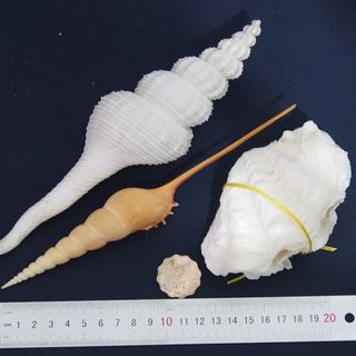（分類：）位於 。 由 lfe00123644 提交（商品編號 1251676201，圖片 1）。簡介： 。