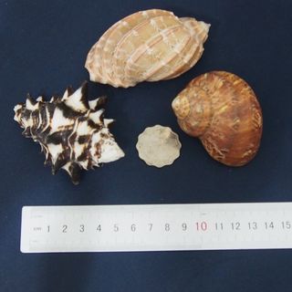 （分類：）位於 。 由 lfe00123644 提交（商品編號 1251671393，圖片 1）。簡介： 。
