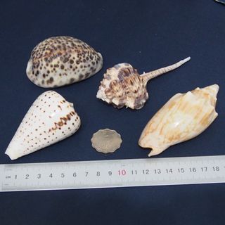 （分類：）位於 。 由 lfe00123644 提交（商品編號 1251671955，圖片 1）。簡介： 。